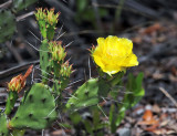 Florida Prickly-Pear - Opuntia austrina