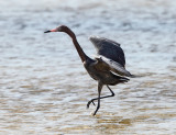 Reddish Egret - Egretta rufescens