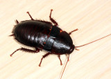 Florida Woods Cockroach - Eurycotis floridana