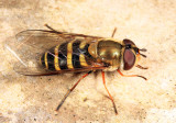 Syrphus torvus 