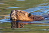 North American Beaver - Castor canadensis