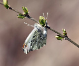 Falcate Orangetip - Anthocharis midea