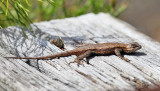 Northern Fence Lizard - Sceloporus undulatus hyacinthinus