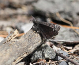 Horaces Duskywing - Erynnis horatius