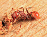 Aphaenogaster tennesseensis