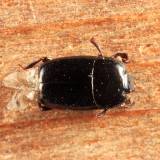 Platylomalus aequalis