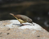 Louisiana Waterthrush - Parkesia motacilla