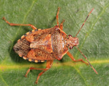 Podisus placidus