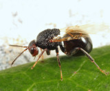 Gall Wasp - Cynipidae