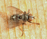 Tachinidae - Lypha sp.