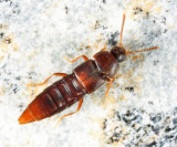 Rove Beetle - Thiasophila sp.