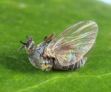 Black Fly - Simuliidae