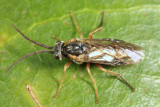 Sawfly - Tenthredinidae