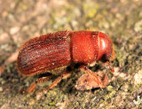 Red Turpentine Beetle - Dendroctonus valens