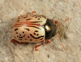 Dogwood Calligrapha - Calligrapha philadelphica