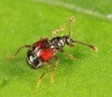 Rybaxis sp.