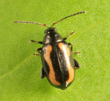 Striped Flea Beetle - Phyllotreta striolata