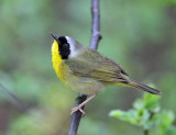 Common Yellowthroat - Geothlypis trichas