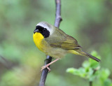 Common Yellowthroat - Geothlypis trichas