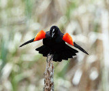 Red-winged Blackbird - Agelaius phoeniceus