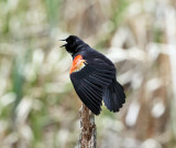 Red-winged Blackbird - Agelaius phoeniceus