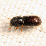 Xyleborus seriatus