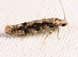 1809 - Coleotechnites Flower Moth - Coleotechnites florae