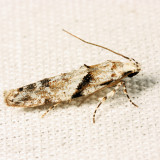 1851 - Stripe-backed Moth - Arogalea cristifasciella