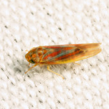 Erythridula sp.