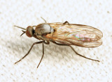 Rhamphomyia sp. (subgenus Megacyttarus)