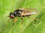 Elachiptera nigriceps