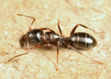 Camponotus nearcticus