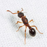 Myrmica pinetorum (queen)