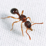 Myrmica pinetorum (queen)