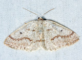 6668 - Gray Spring Moth - Lomographa glomeraria