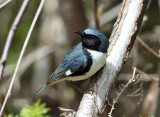 Black-throated Blue Warbler - Setophaga caerulescens