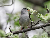 White-crowned Sparrow - Zonotrichia leucophrys