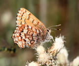 Eastern Pine Elfin - Callophrys niphon