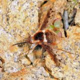 Pygmy Bee Fly - Bombylius pygmaeus