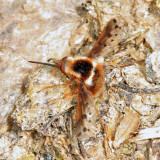 Pygmy Bee Fly - Bombylius pygmaeus