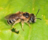 Halictus ligatus