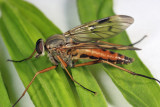 Rhagio scolopaceus