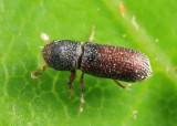 Micracisella opacicollis