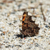 Green Comma - Polygonia faunus