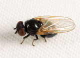 Earomyia sp.