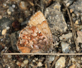 Bog Elfin - Callophrys lanoraieensis