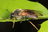 Trichiosoma triangulum