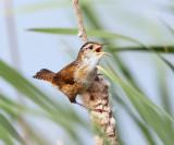 Marsh Wren - Cistothorus palustris