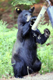 Black Bear - Ursus americanus