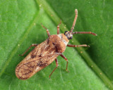 Fringetree Lace Bug - Leptoypha mutica